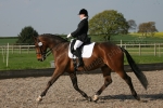 Cockshot Affiliated Dressage