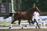 Young Horses Stoneleigh