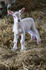NEWBORN LAMB