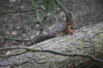 FORMBY