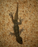 GECKO