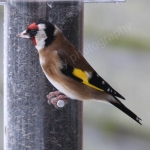 GOLDFINCH 2