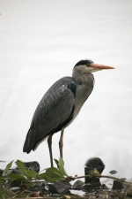 GREY HERON
