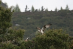 MALE OSPREY AT THE NEST