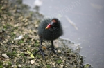MOORHEN CHICK