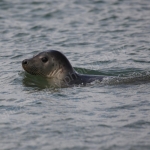 NORFOLK COASTLINE