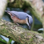 NUTHATCH