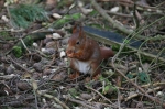 NUTS!!!