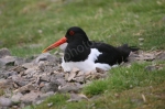OYSTER CATCHERS NEST PERTSHIRE