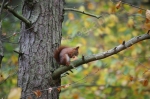 RED SQUIRREL FORMBY