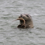 SEAL WITH SKATE NORFOLK COAST