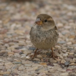 FEMALE SPARROW
