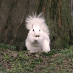 WHITE SQUIRREL